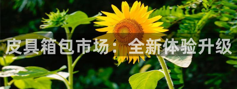 意昂体育3招商电话是多少